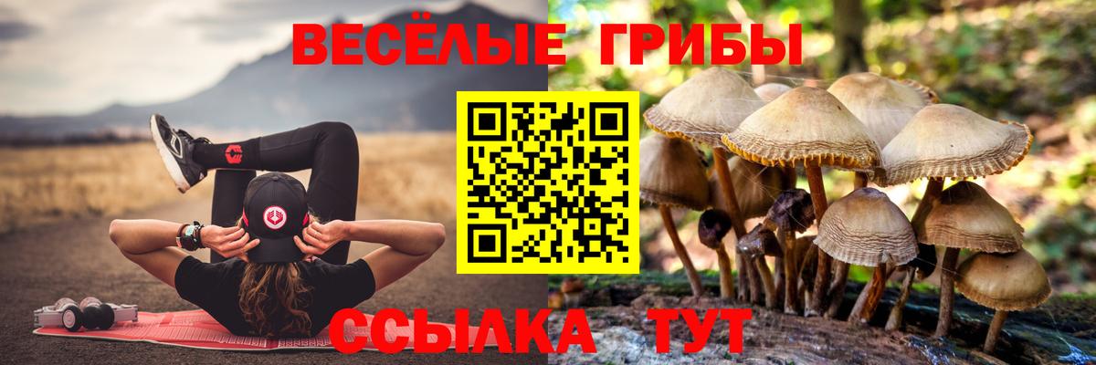 Псилоцибиновые грибы Psilocybine cubensis Ярославль